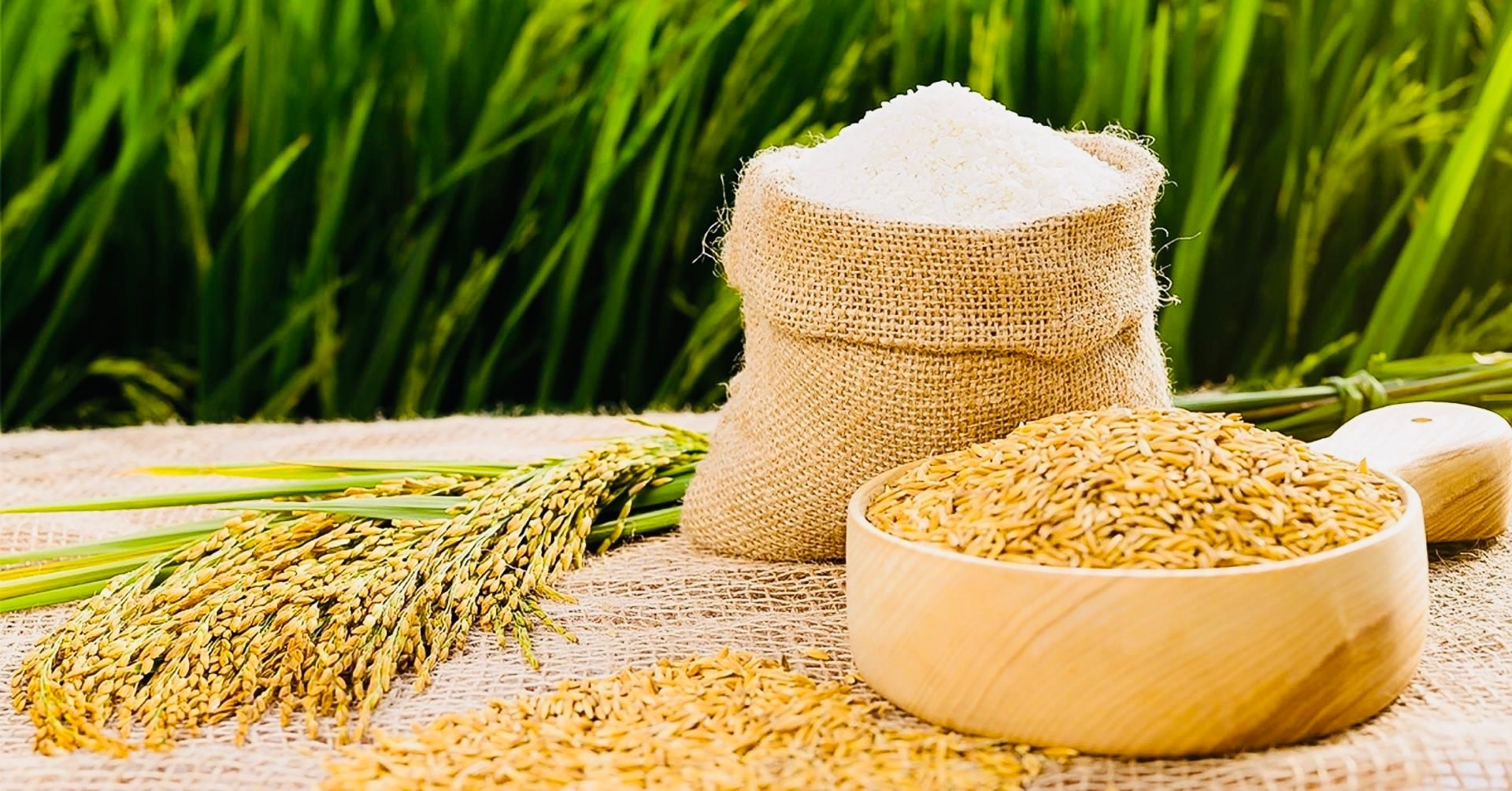 Giá lúa gạo hôm nay 19/9: Nội địa ổn định, xuất khẩu giảm