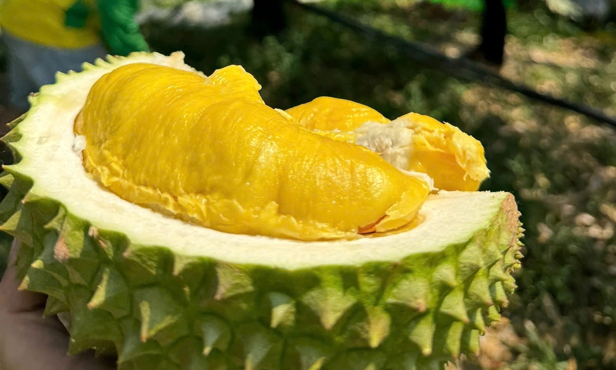 Giá sầu riêng hôm nay 22/9: Sầu Thái tăng mạnh, Musang King ổn định