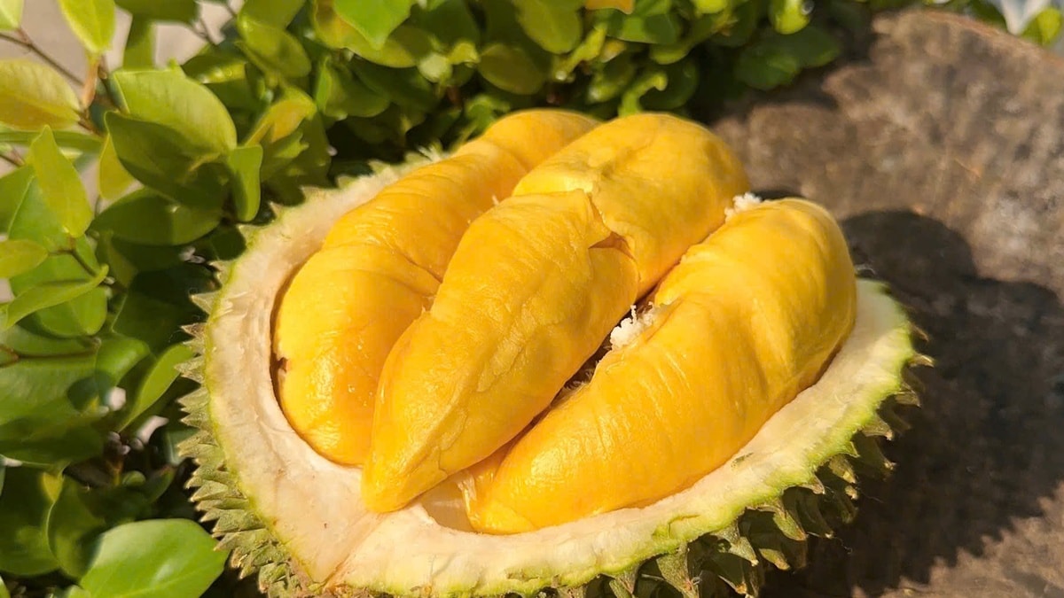 Giá sầu riêng hôm nay 25/9: Ri6 chững giá, Thái và Musang King tăng nhẹ