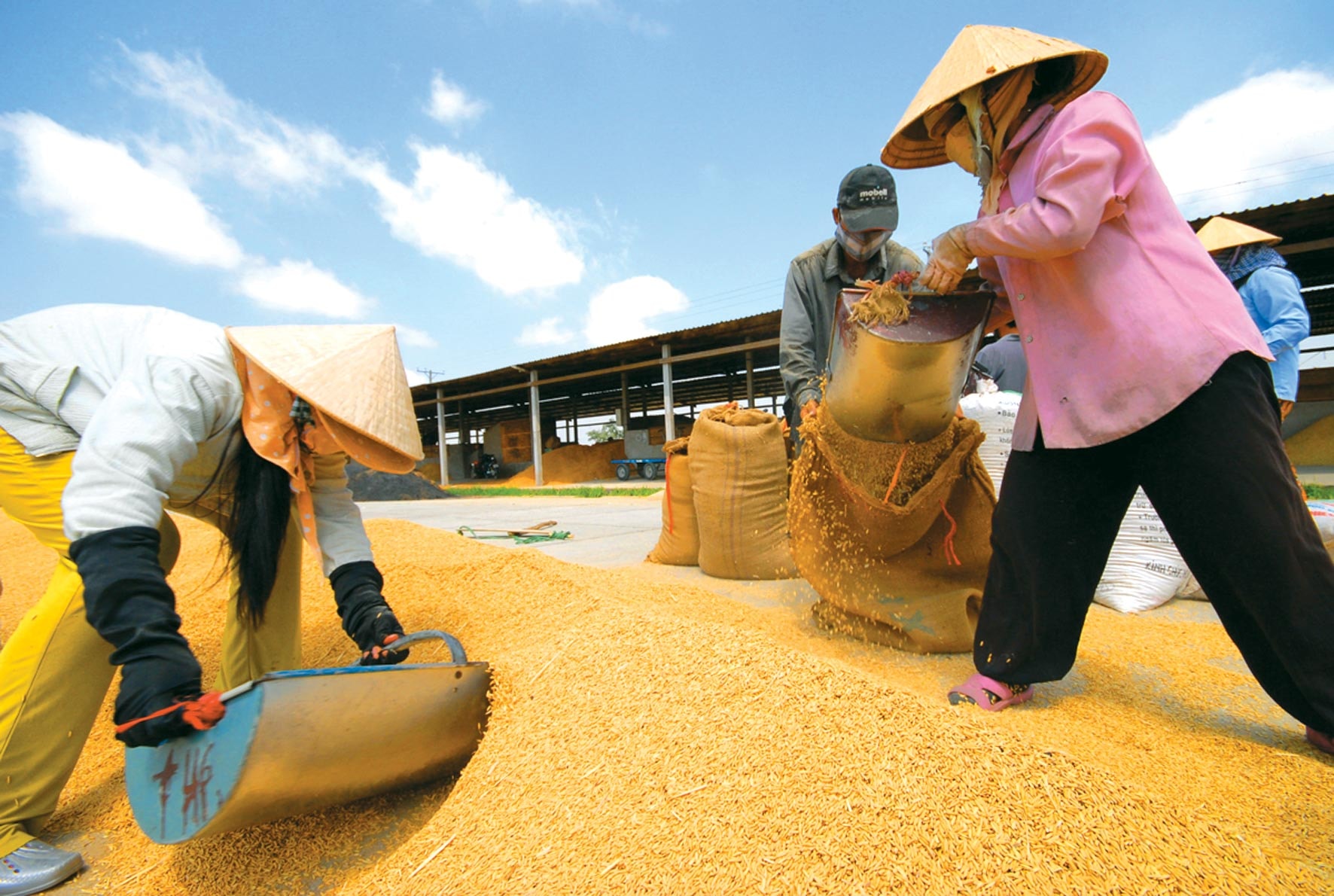 Giá lúa gạo hôm nay 26/9: Lúa tươi chững giá, gạo xuất khẩu đi ngang