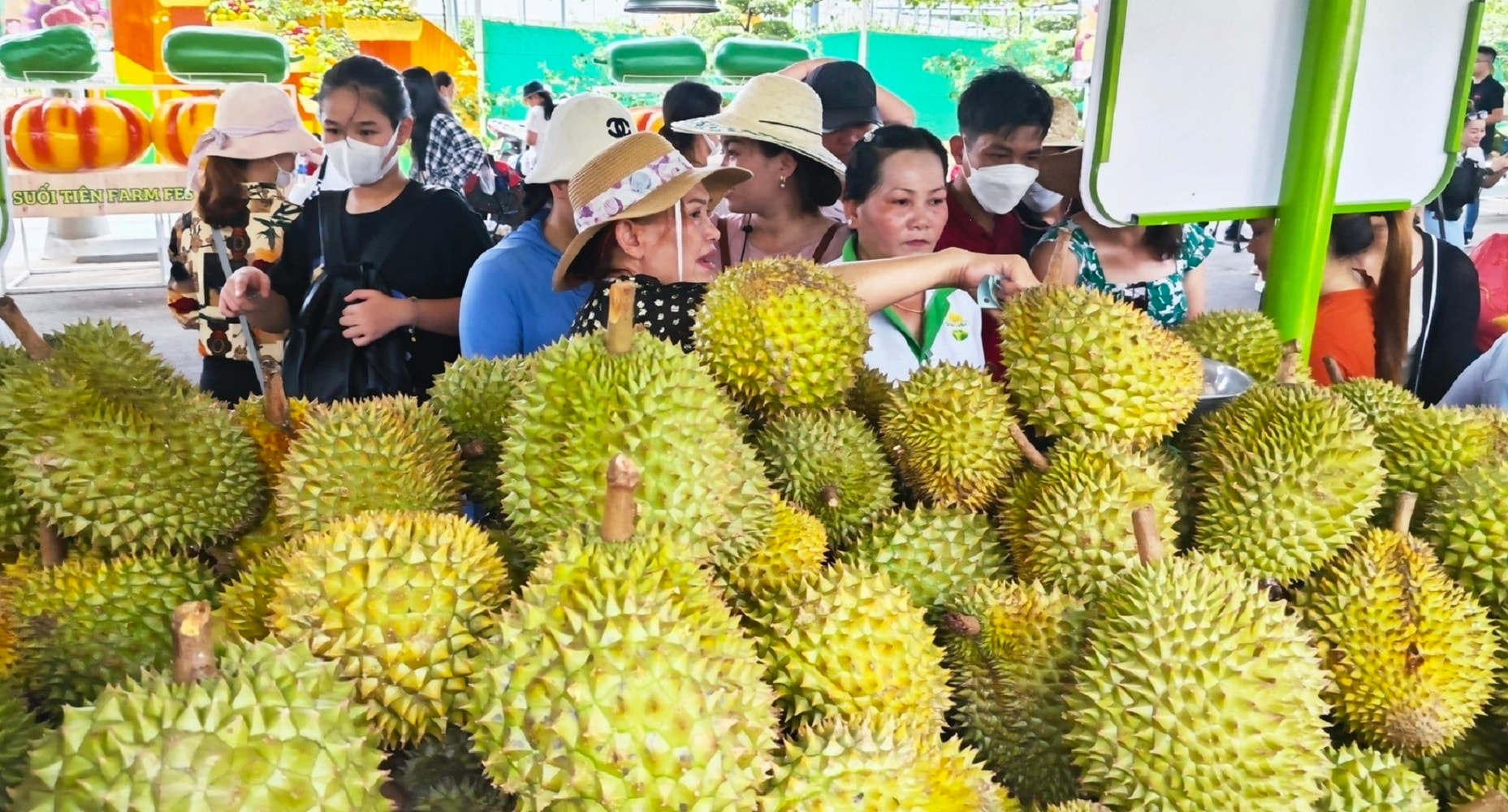 Giá sầu riêng hôm nay 27/9: Chênh lệch lớn giữa các vùng