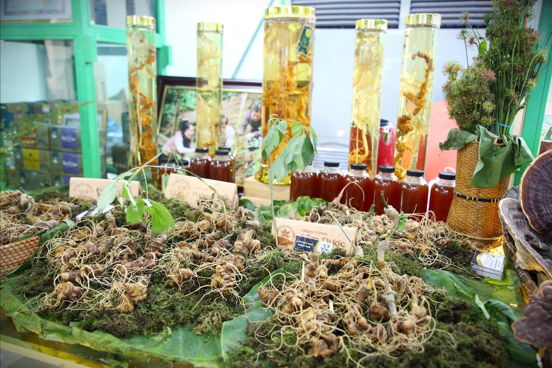 Ngoc Linh ginseng at a fair