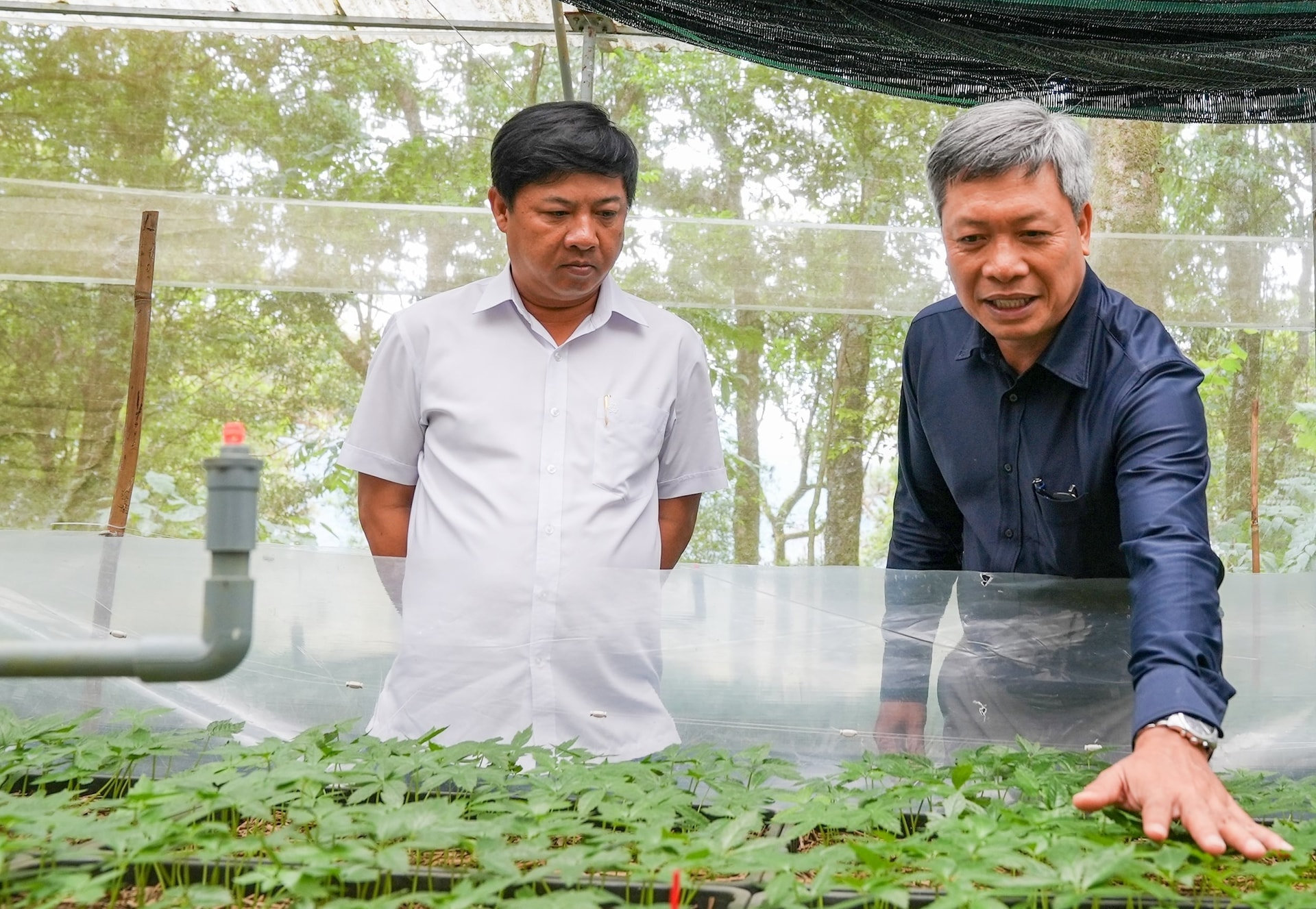 Da Nang leaders at a Ngoc Linh ginseng garden