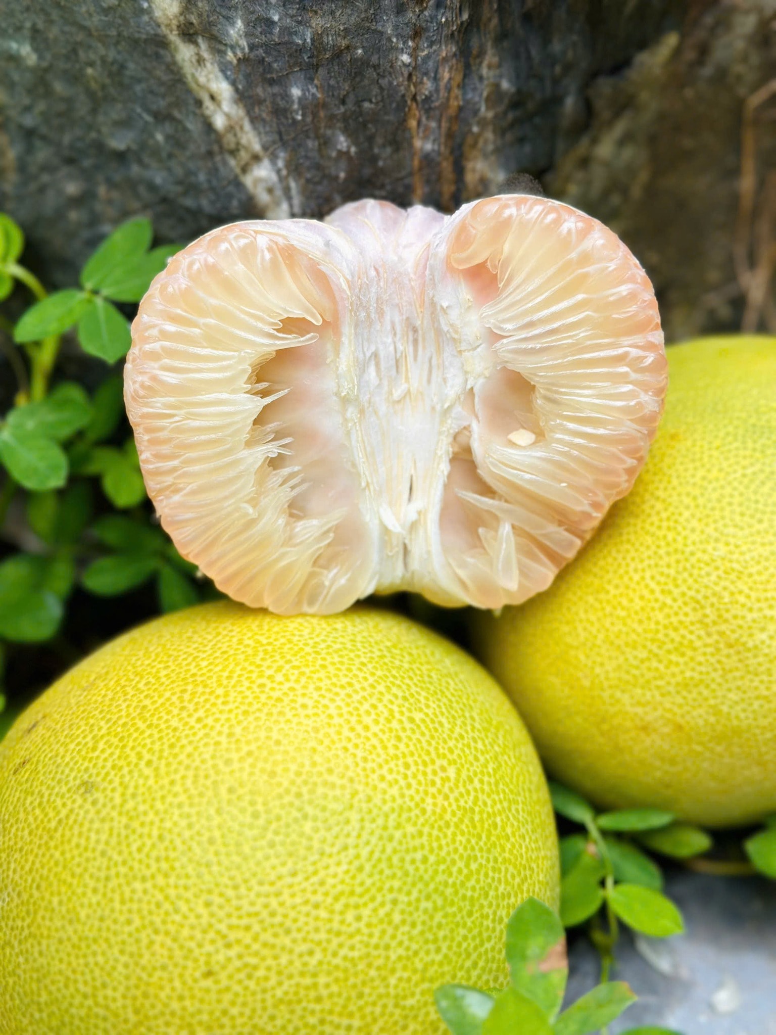 Bưởi Phúc Trạch