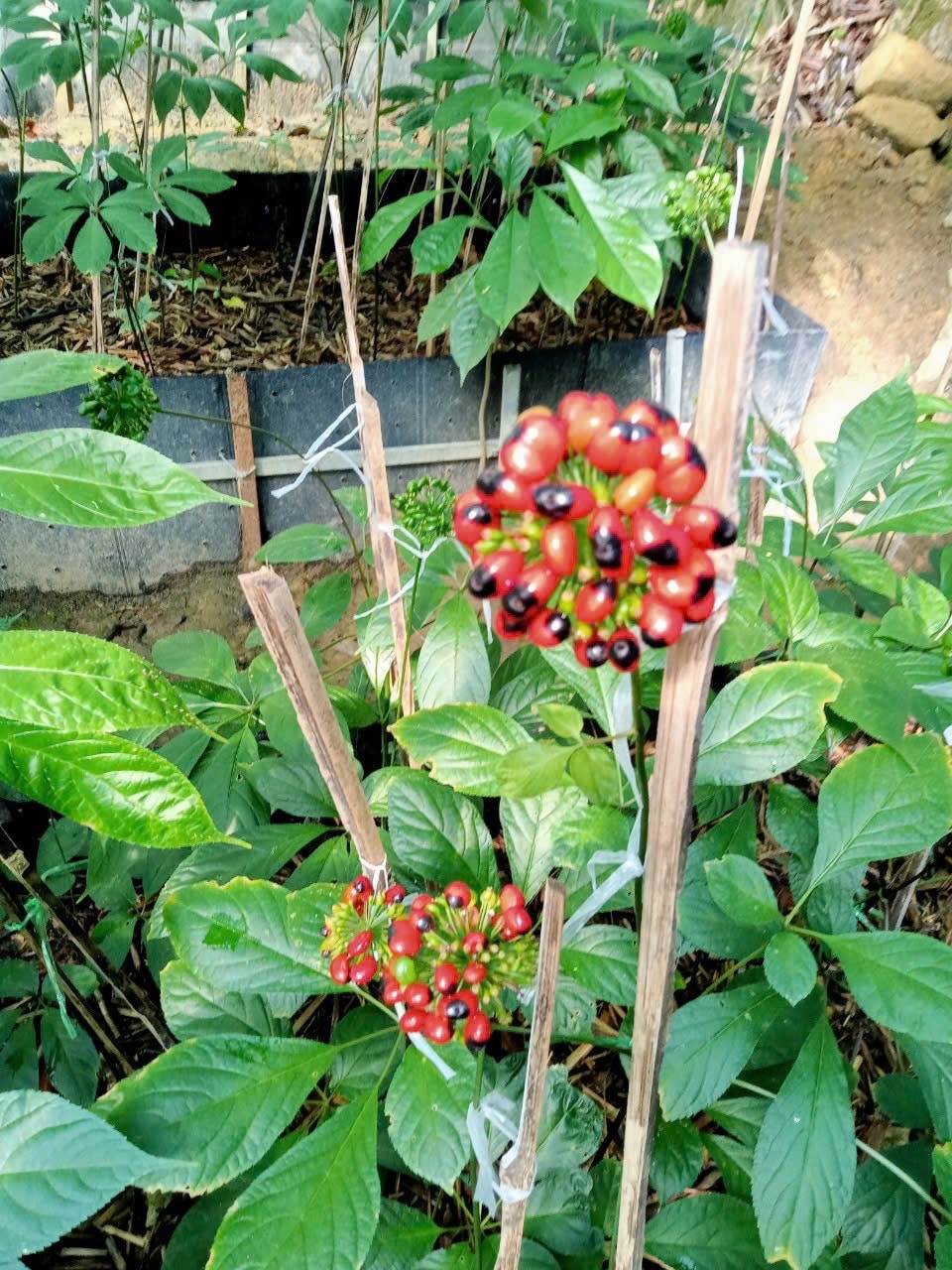 Hoa sâm Ngọc Linh. Ảnh: M.P 