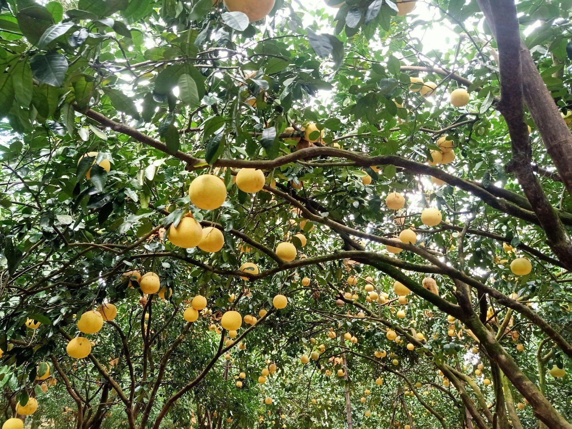 Vườn bưởi Phúc Trạch 2