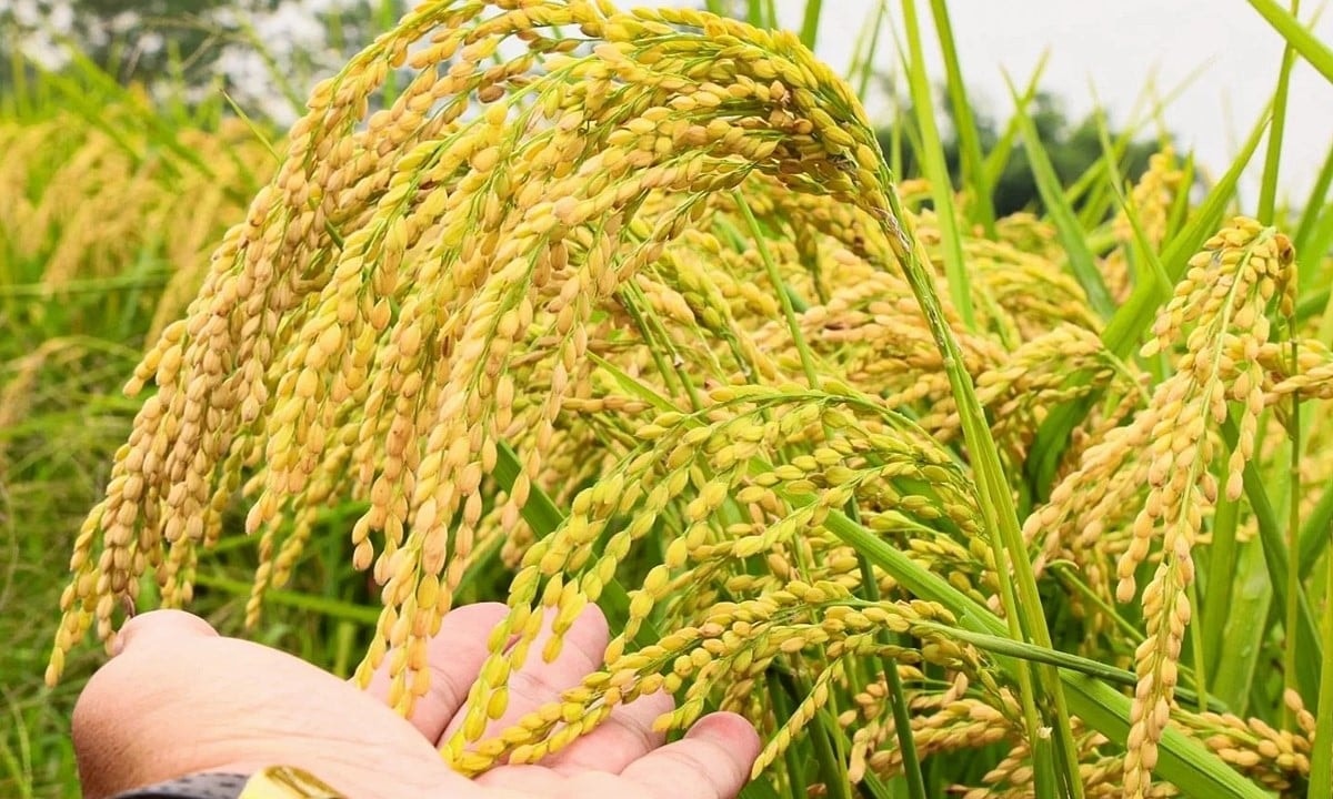 Giá lúa gạo hôm nay 29/9: Thị trường trong nước đi ngang