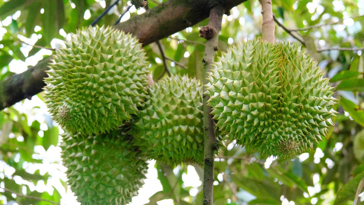 Giá sầu riêng hôm nay 1/10: Thái VIP giữ đỉnh 120.000 đồng/kg