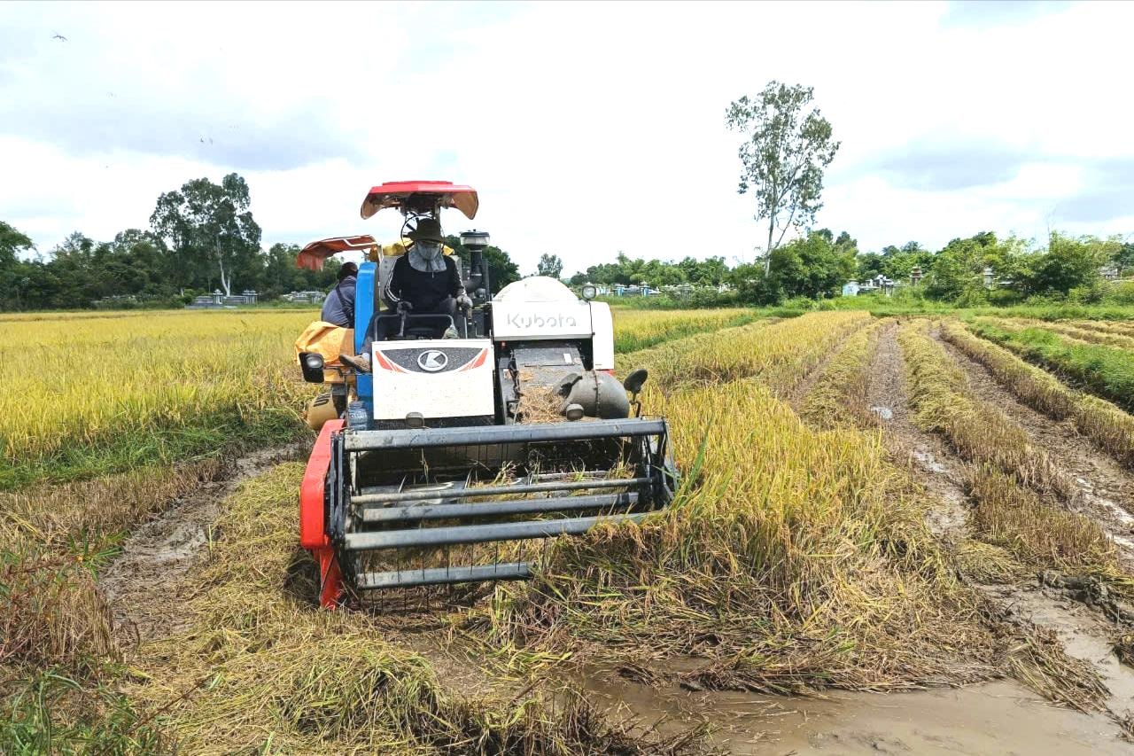 Nông dân khẩn trương thu hoạch lúa sau khi mưa lớn. Ảnh: HOÀNG HIỆP