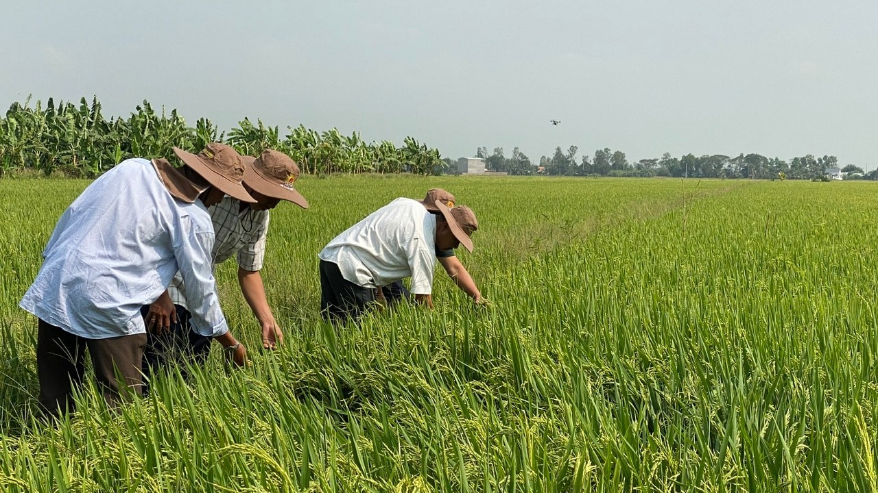 Giá lúa gạo hôm nay 2 10 ghi nhận giảm nhẹ trên thị trường xuất khẩu, giao dịch trong nước chậm với mức giá ổn định