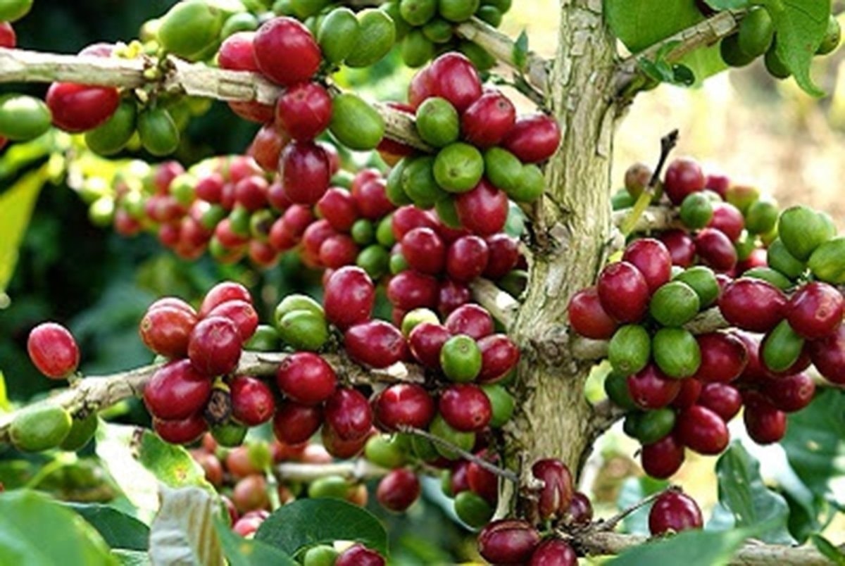 Giá cà phê hôm nay 3 10 giảm mạnh cả trong nước và thế giới