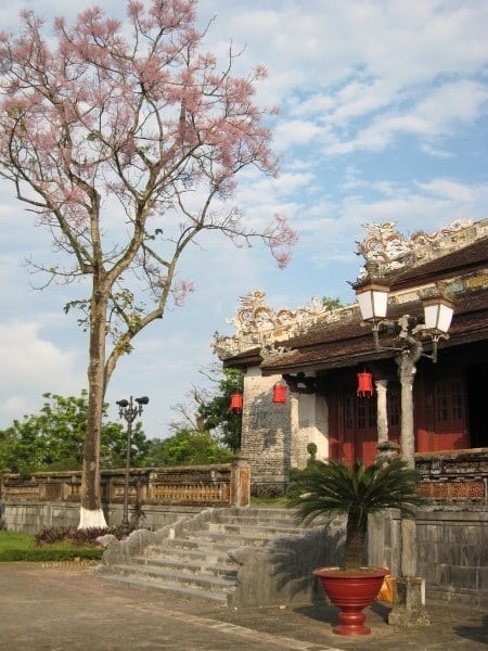 Cây ngô đồng nở hoa trong Thành nội Huế. Ảnh: Tư liệu