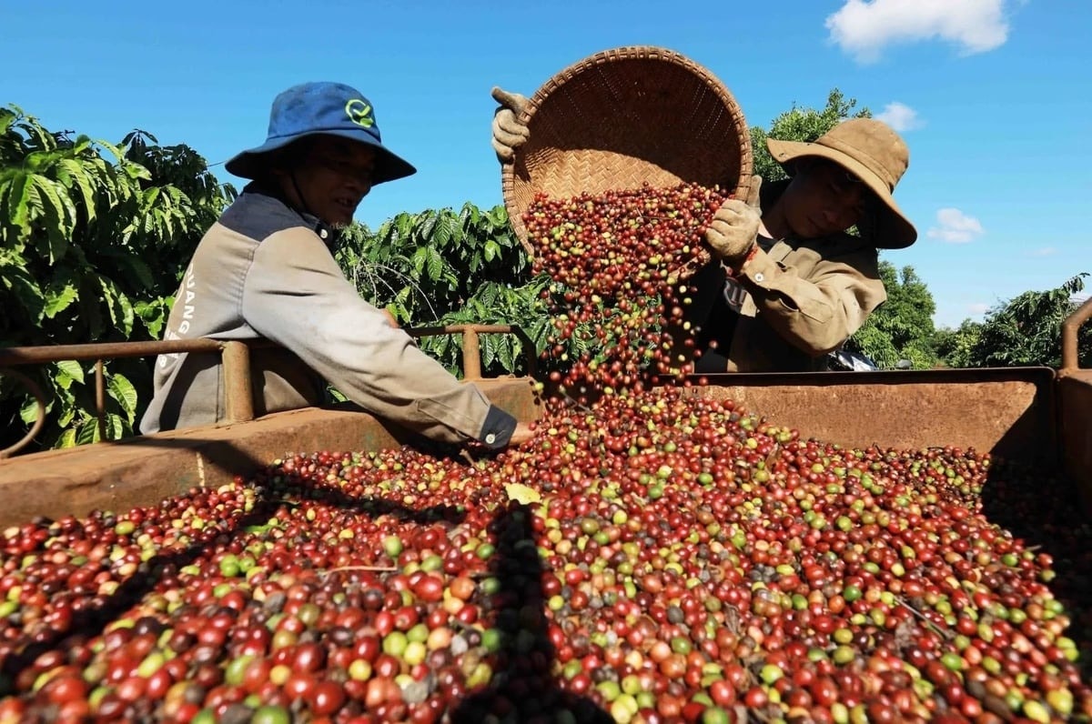 Giá nông sản hôm nay 8 10 2025 Cà phê 'chia tay' đỉnh 115.000, tiêu giữ vững mức cao