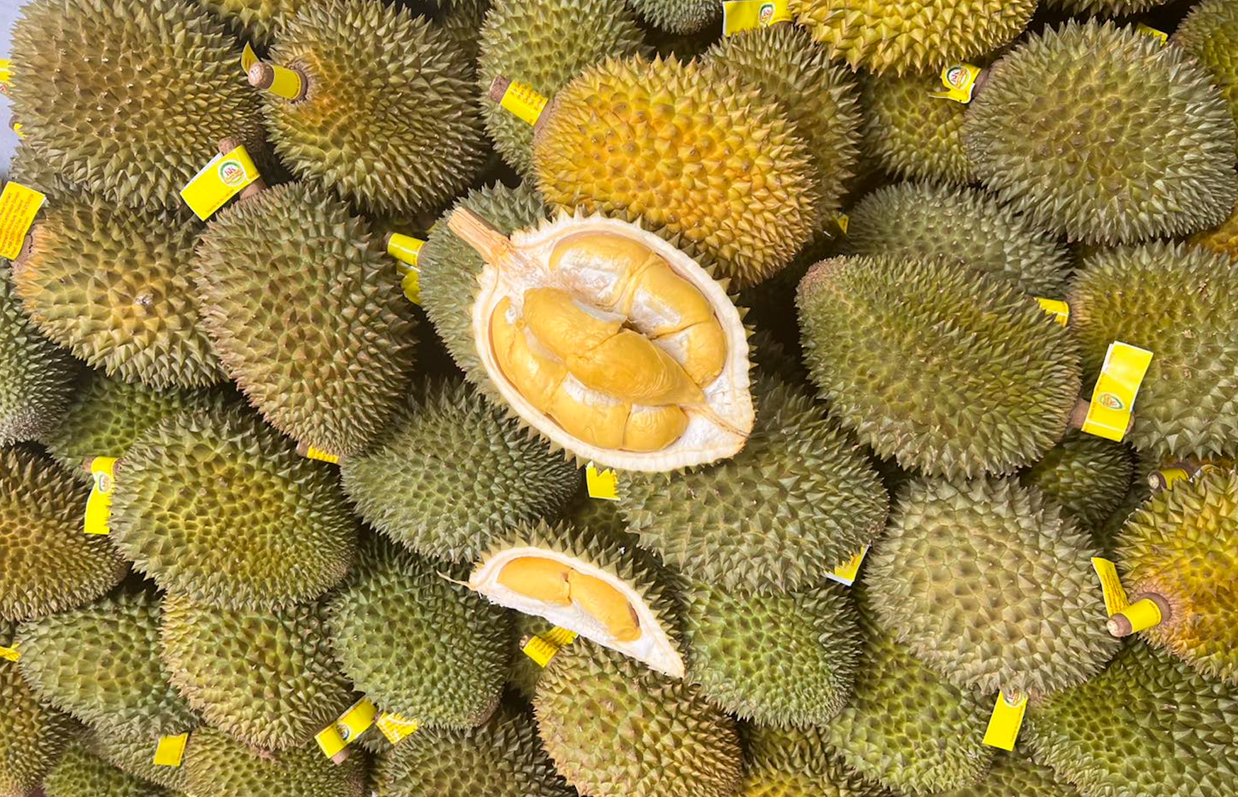 Giá sầu riêng hôm nay 7/10: Thị trường khởi sắc