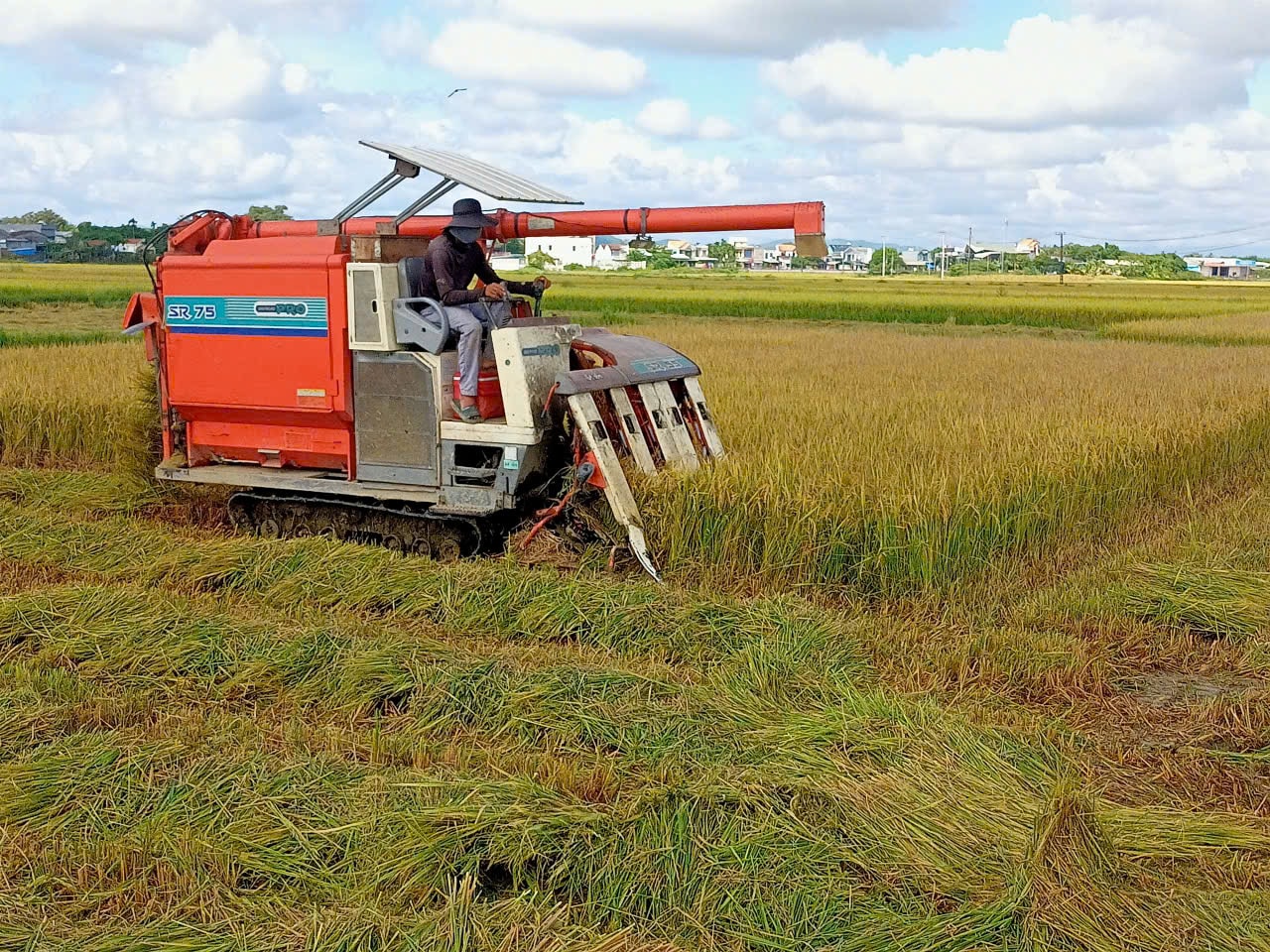 Đồng lúa Tam Xuân cho năng suất cao. Ảnh VĂN PHIN