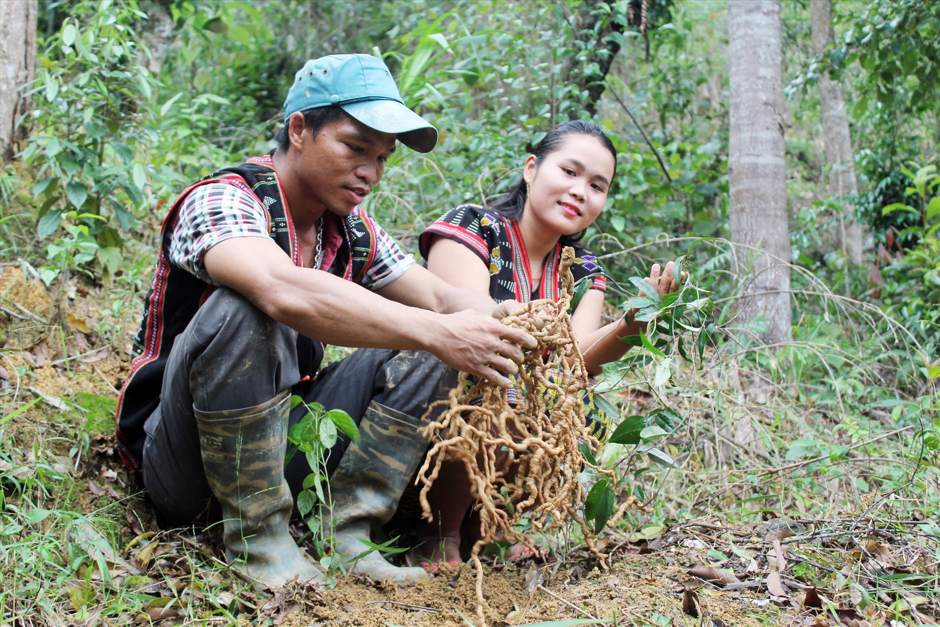 Cơlâu Thái Ngọc (người đội mũ xanh) hướng dẫn bà con cách thu hai Sâm Ba kích tím tại vườn dưới tán rừng nguyên sinh. Với mỗi ký củ Ba kích tím có giá hiện nay tư 500 ngàn đến 600 ngàn đồng. Ảnh Pơloong Plênh
