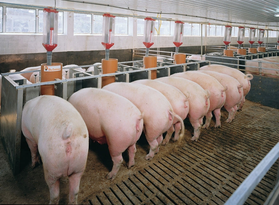 Harga babi hari ini 17 Oktober Tiga wilayah tenang, kekal pada 50,000 - 54,000 VND/kg