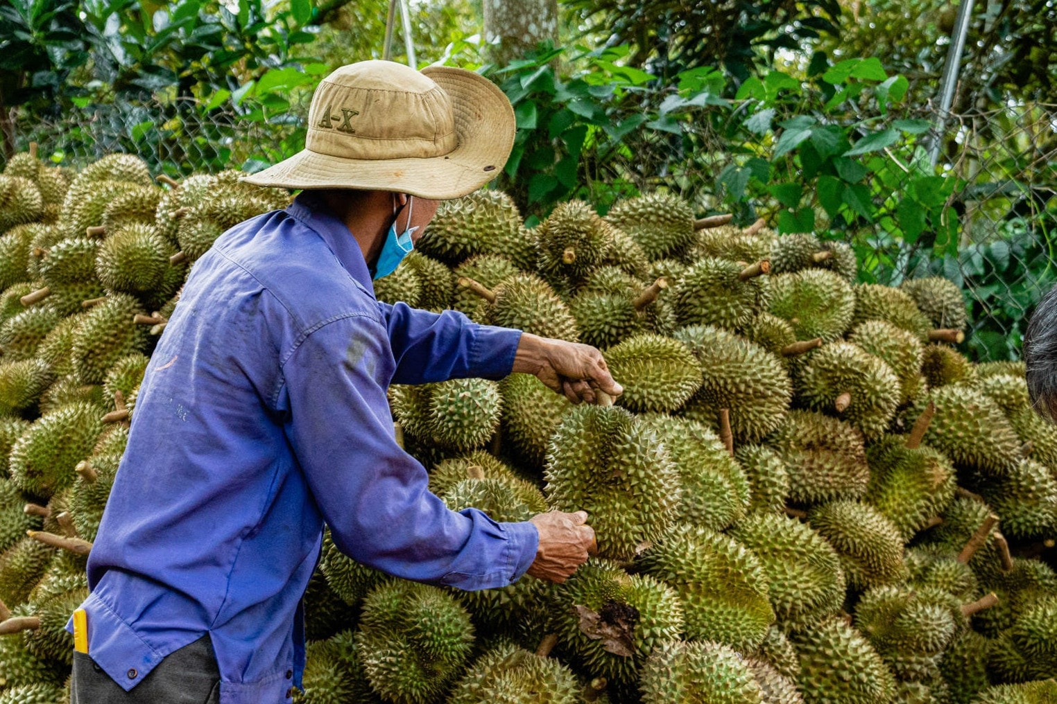 Giá sầu riêng hôm nay 17/10: Xuất khẩu sầu đông lạnh tăng mạnh