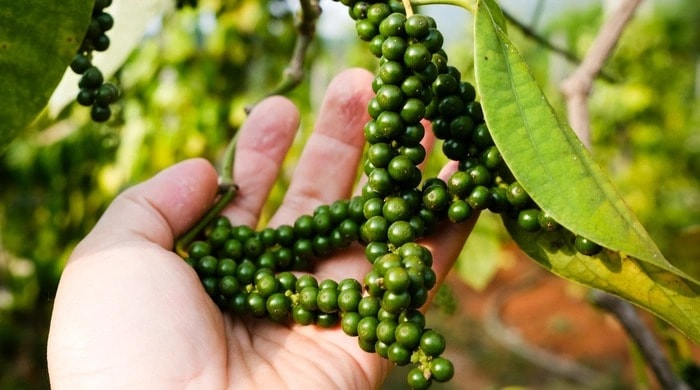 Giá tiêu tăng nhẹ lên đỉnh mới