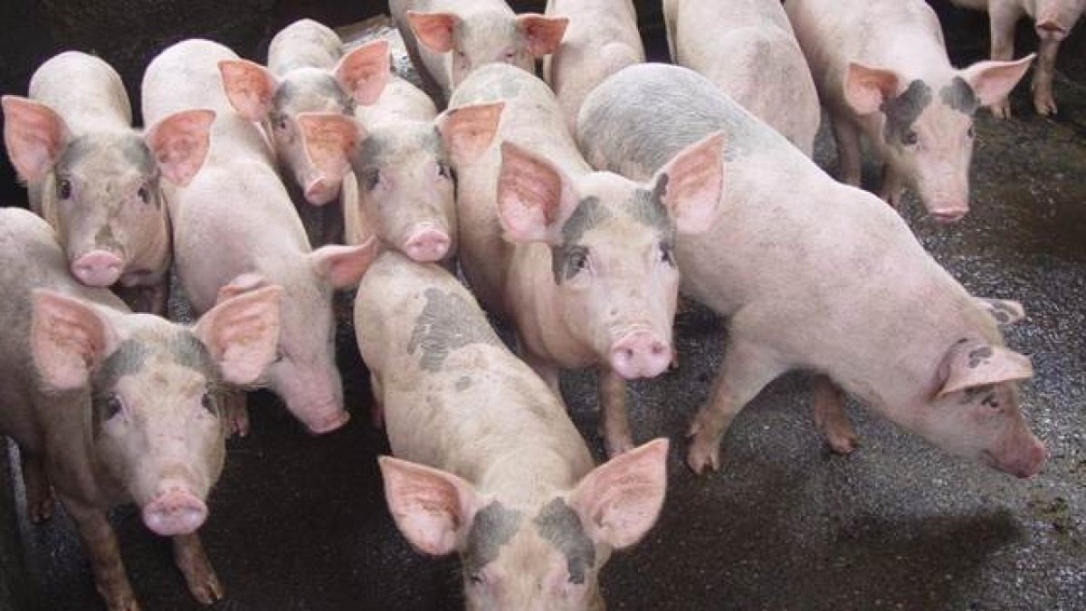 Schweinepreis heute 21.10.: Nord leicht gestiegen, Süd stark gesunken