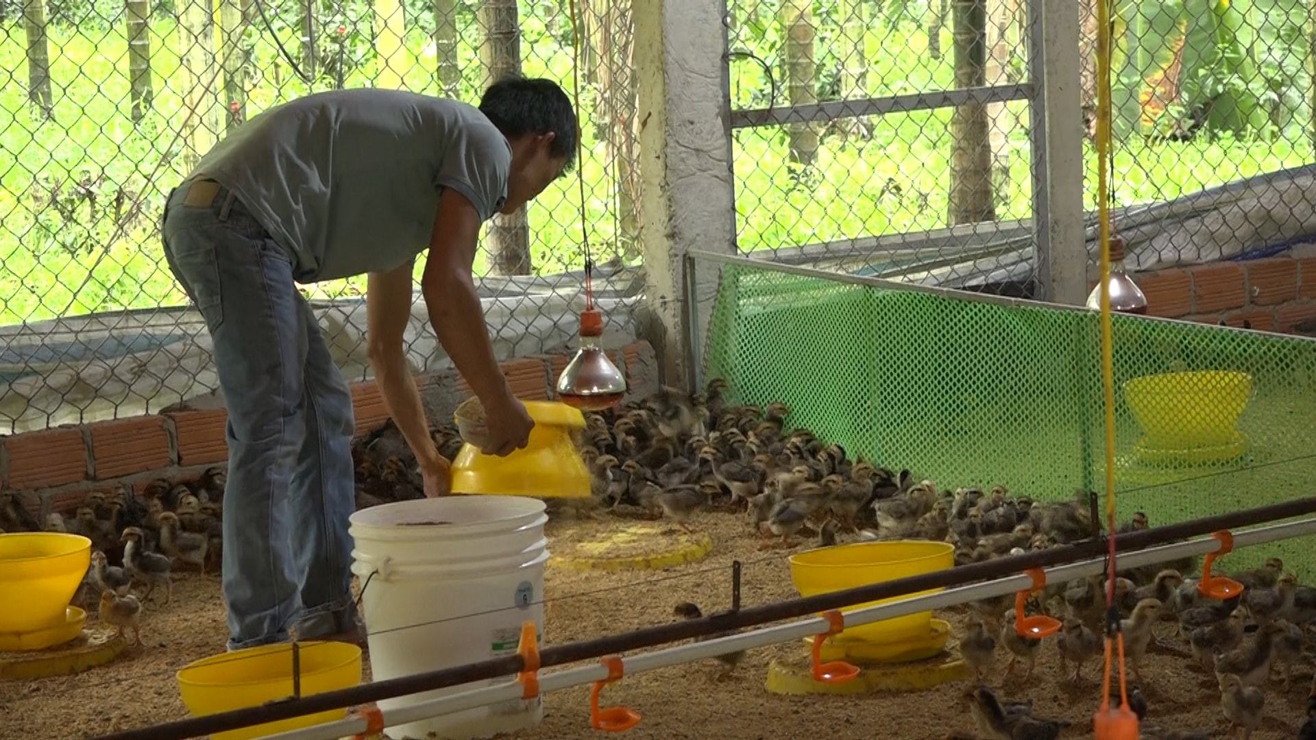 Một trang trại nuôi gà ở Đức Phú. Ảnh VĂN PHIN