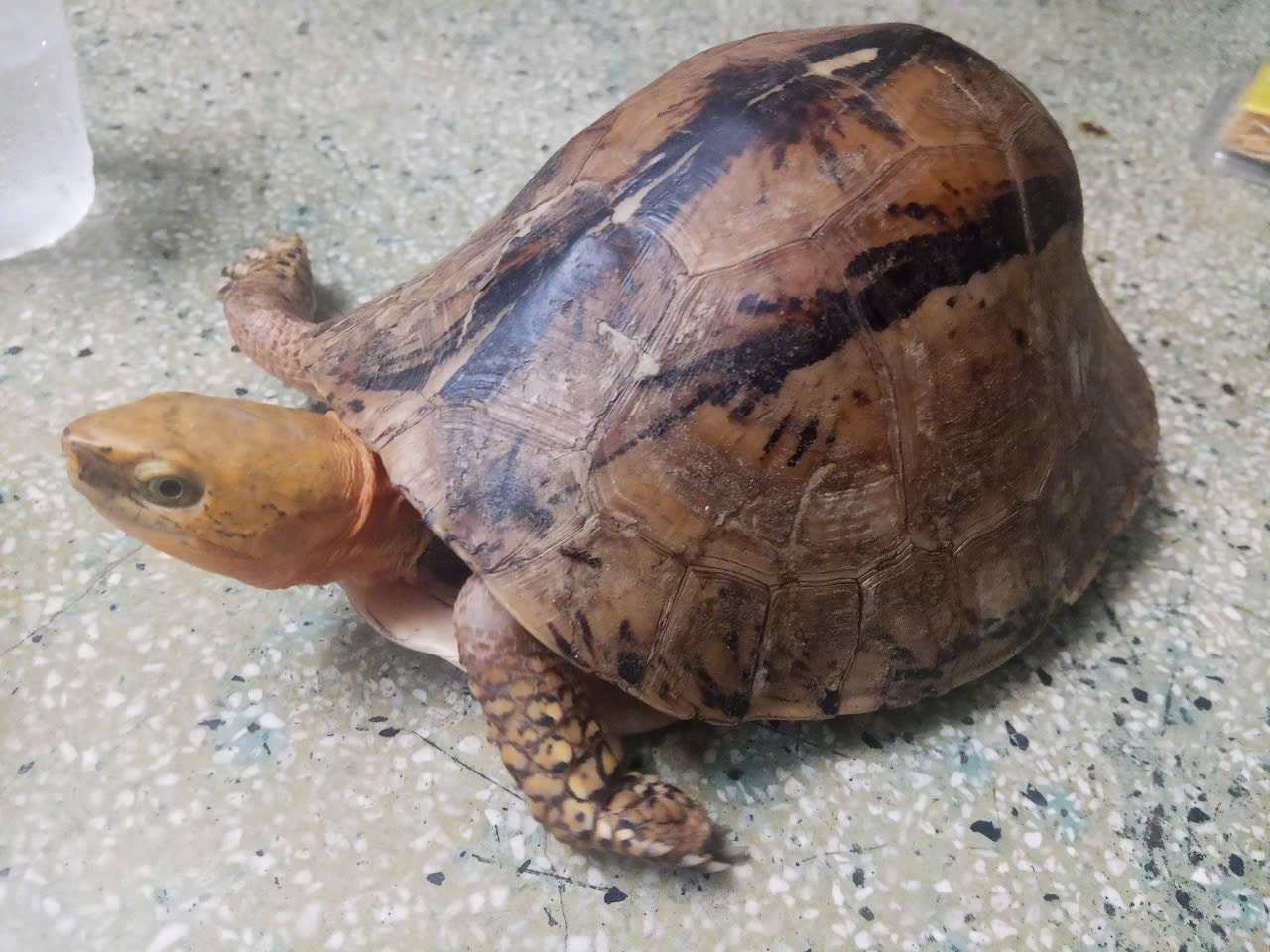 Cá thể rùa quý hiếm được anh Trần Công Trưởng giao nộp cho Công an phường Điện Bàn Đông. Ảnh: C.A