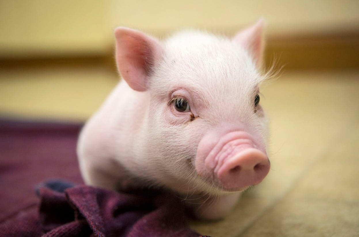 Prix du porc aujourd'hui 10/22 La région du Nord a augmenté le prix de pointe à 55 000 VND/kg, la région du Sud a légèrement augmenté