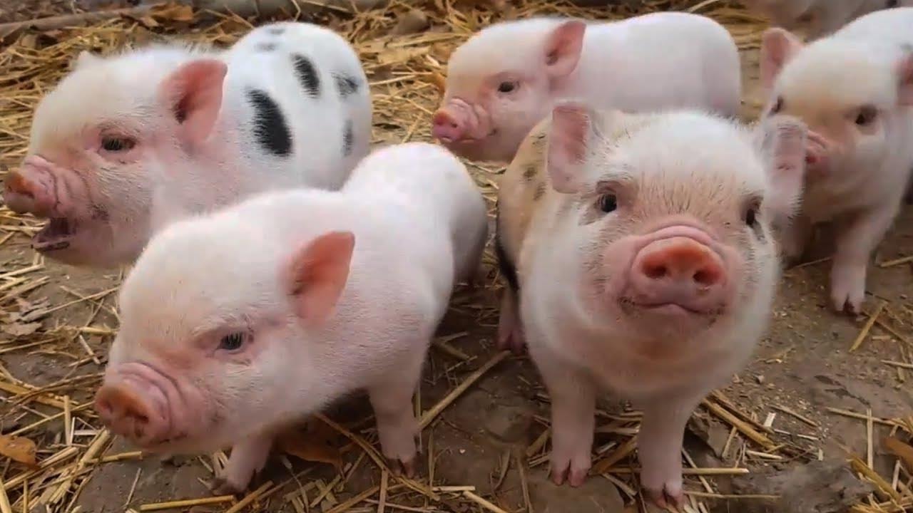 Pig price today 10/24 'Stand still', maintaining peak price in the North