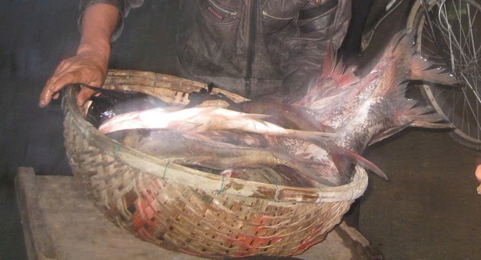 Cá mè ngư dân khai thác được. Ảnh VĂN PHIN