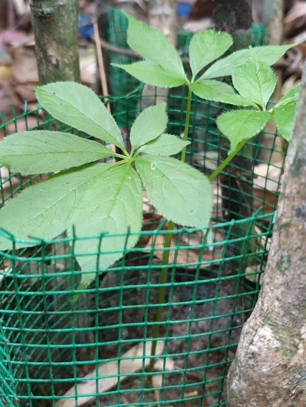 Bước đầu cây dược liệu phát triển tốt. Ảnh VĂN PHIN