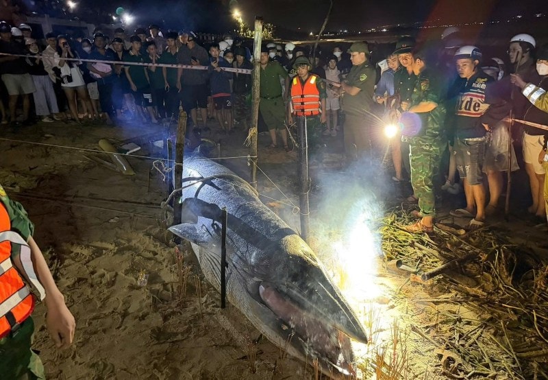 ca-ong-luy-bo-12.jpg