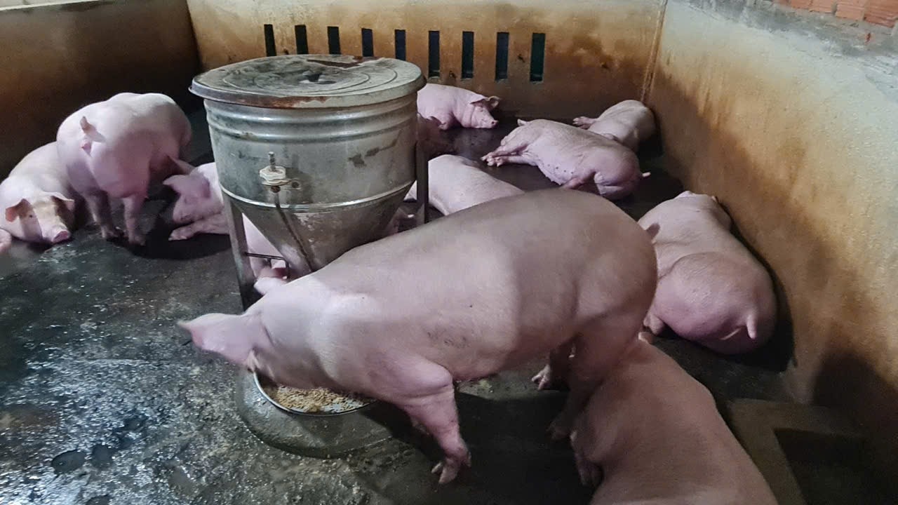 Grispriset idag 30 oktober Quang Tri, Hue, Da Nang sjönk till 1 000 VND/kg