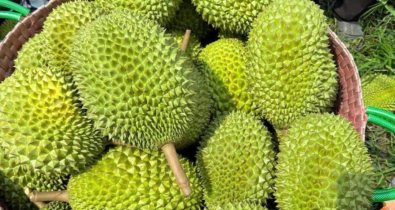 ราคาทุเรียนวันนี้ 31 ต.ค. : หลายพื้นที่ลดลงเล็กน้อย