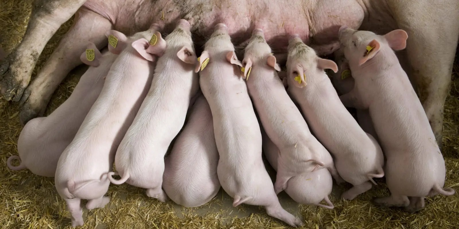 Giá heo hơi hôm nay 4 11 Hà Nội tiếp tục giữ vững đỉnh 54.000 đồng kg