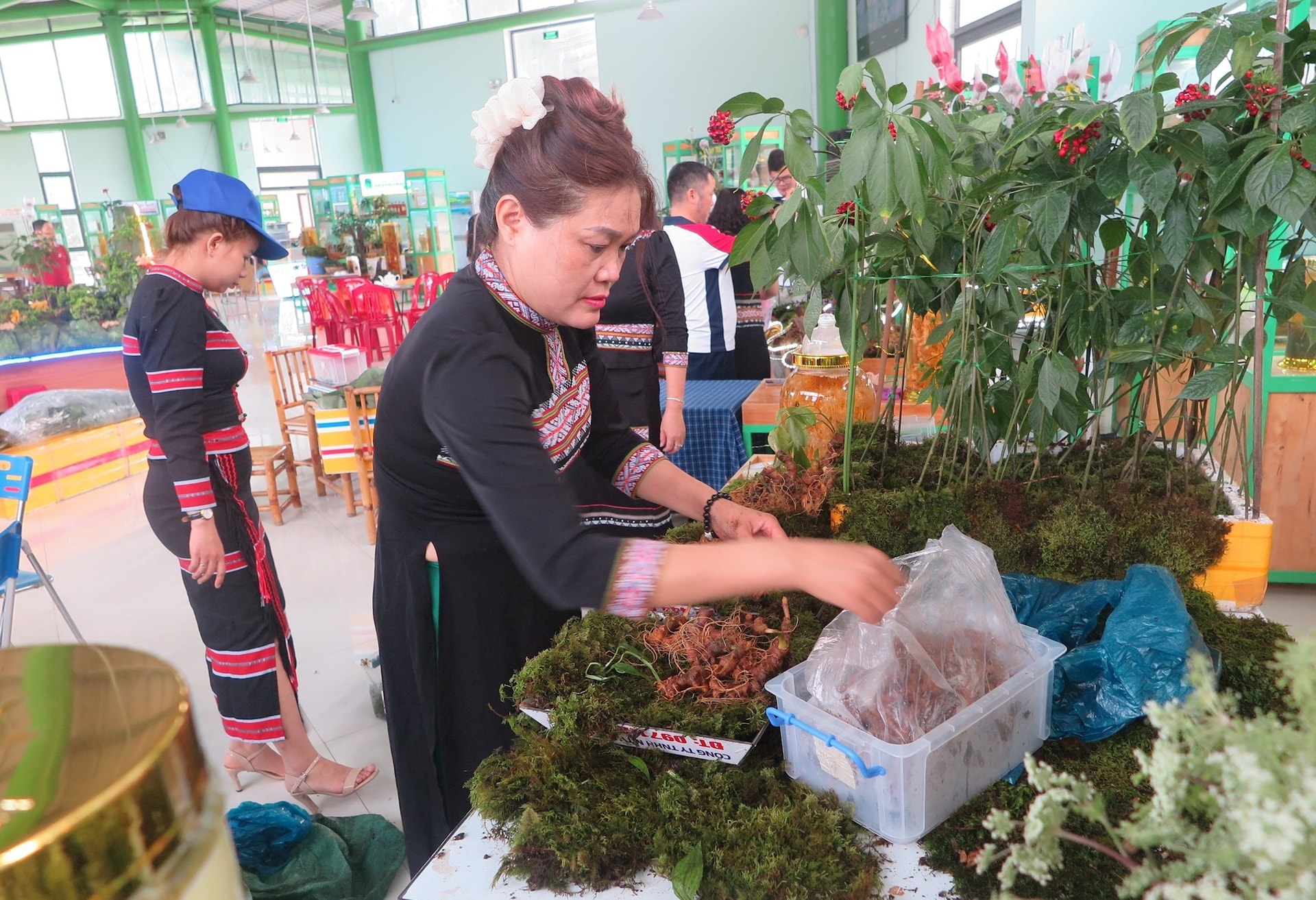 ក្នុងពិធីបុណ្យយិនស៊ិន Ngoc Linh លើកទី 7 ឆ្នាំ 2025 ដែលរៀបចំដោយគណៈកម្មាធិការប្រជាជនឃុំ Nam Tra My សហការជាមួយឃុំ Tra Linh, Tra Tap, Tra Van និង Tra Leng នាខែសីហា ឆ្នាំ 2025 កសិករដាំយិនស៊ិនបានតាំងបង្ហាញផលិតផលយិនស៊ិន Ngoc Linh ទាក់ទាញភ្ញៀវទេសចរមកទស្សនា និងទិញទំនិញយ៉ាងច្រើនកុះករ។ រូបថត៖ SON TRUNG