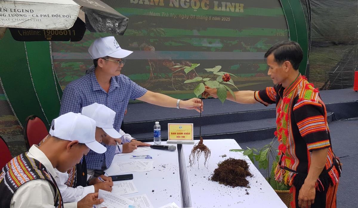 ក្នុងក្របខ័ណ្ឌនៃមហោស្រពយិនស៊ិន Ngoc Linh Ginseng លើកទី 7 - ឆ្នាំ 2025 ឃុំ Nam Tra My បានសម្របសម្រួលជាមួយ Tra Linh, Tra Leng, ឃុំ Tra Tap (ទីក្រុង Da Nang) រៀបចំការប្រកួតយិនស៊ិន Ngoc Linh Ginseng ដើម្បីលើកតម្កើងអ្នកដាំយិនស៊ិនក្នុងការងារអភិរក្ស និងអភិវឌ្ឍន៍ឱសថដ៏មានតម្លៃ។ រូបថត៖ HOAI PHONG