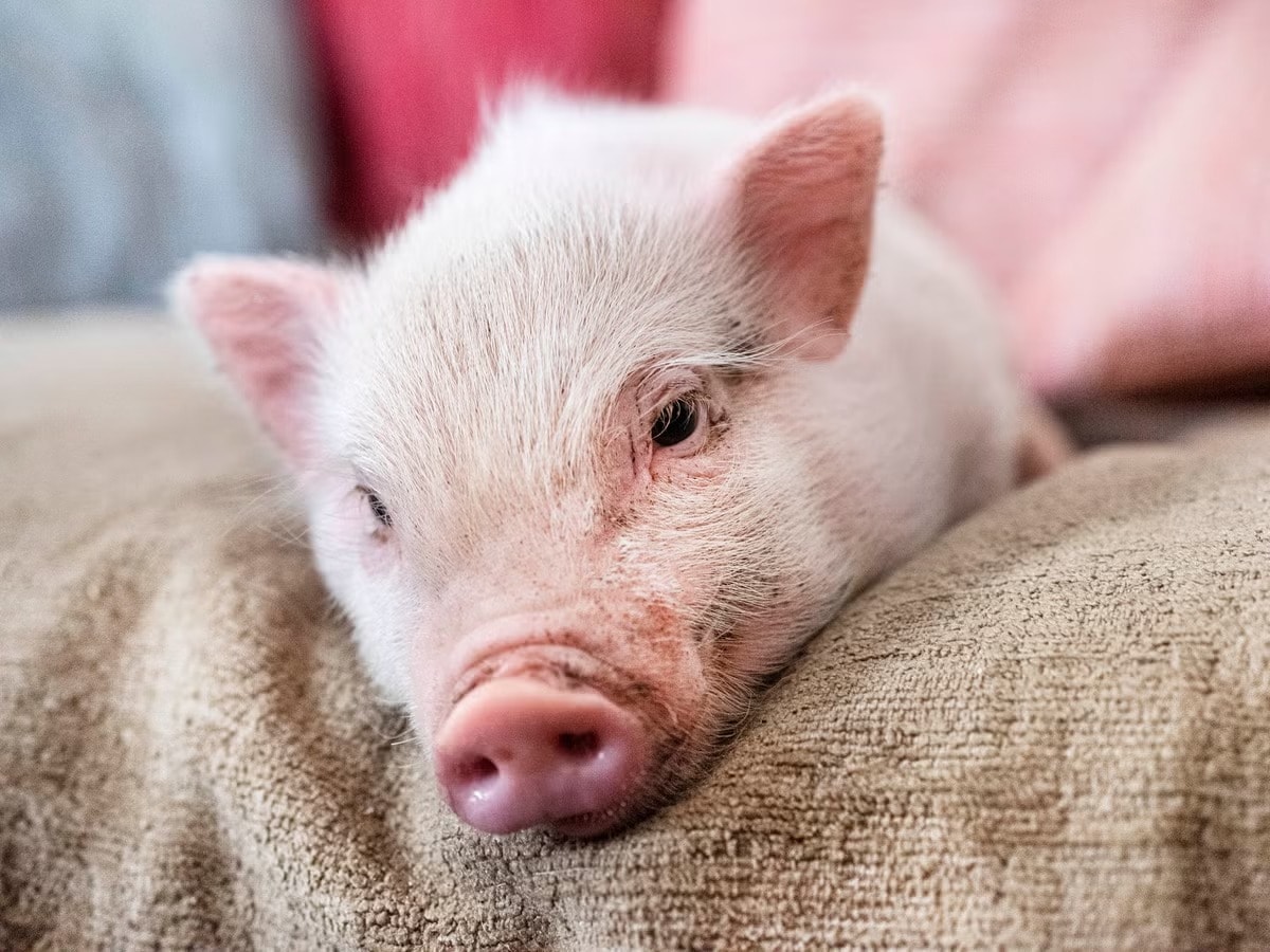 Giá heo hơi hôm nay 6 11 Bão giá càn quét, miền Bắc giảm mạnh nhất