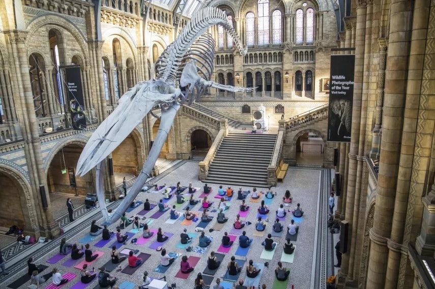 Lớp học yoga tại bảo tàng Lịch sử tự nhiên London vào ban đêm. Ảnh: CNN