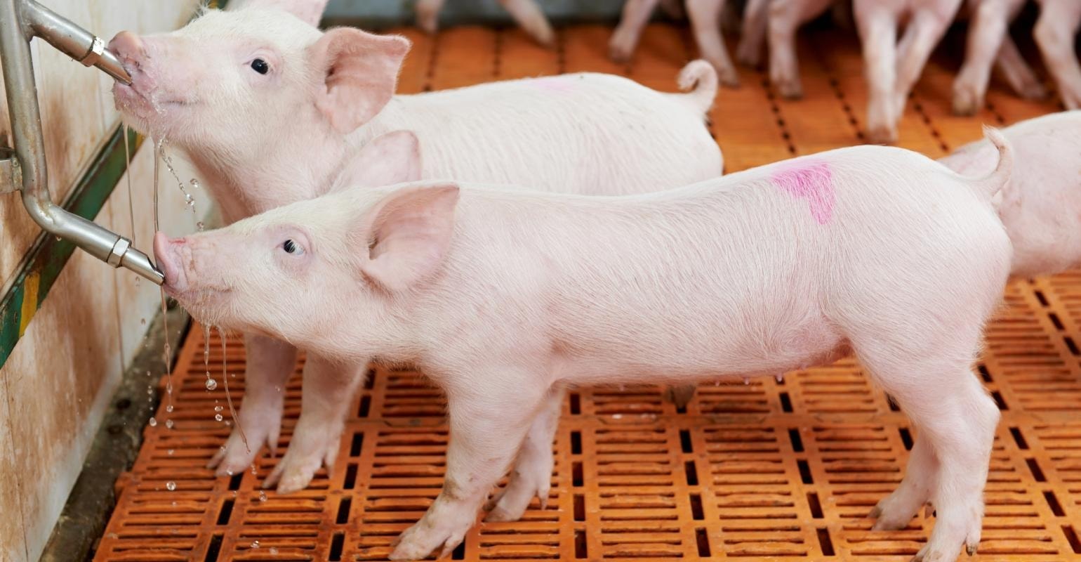 តម្លៃជ្រូកថ្ងៃនេះ 7 11 3 តំបន់បន្តធ្លាក់ចុះ ខាងជើងចាញ់ 52,000 ដុង