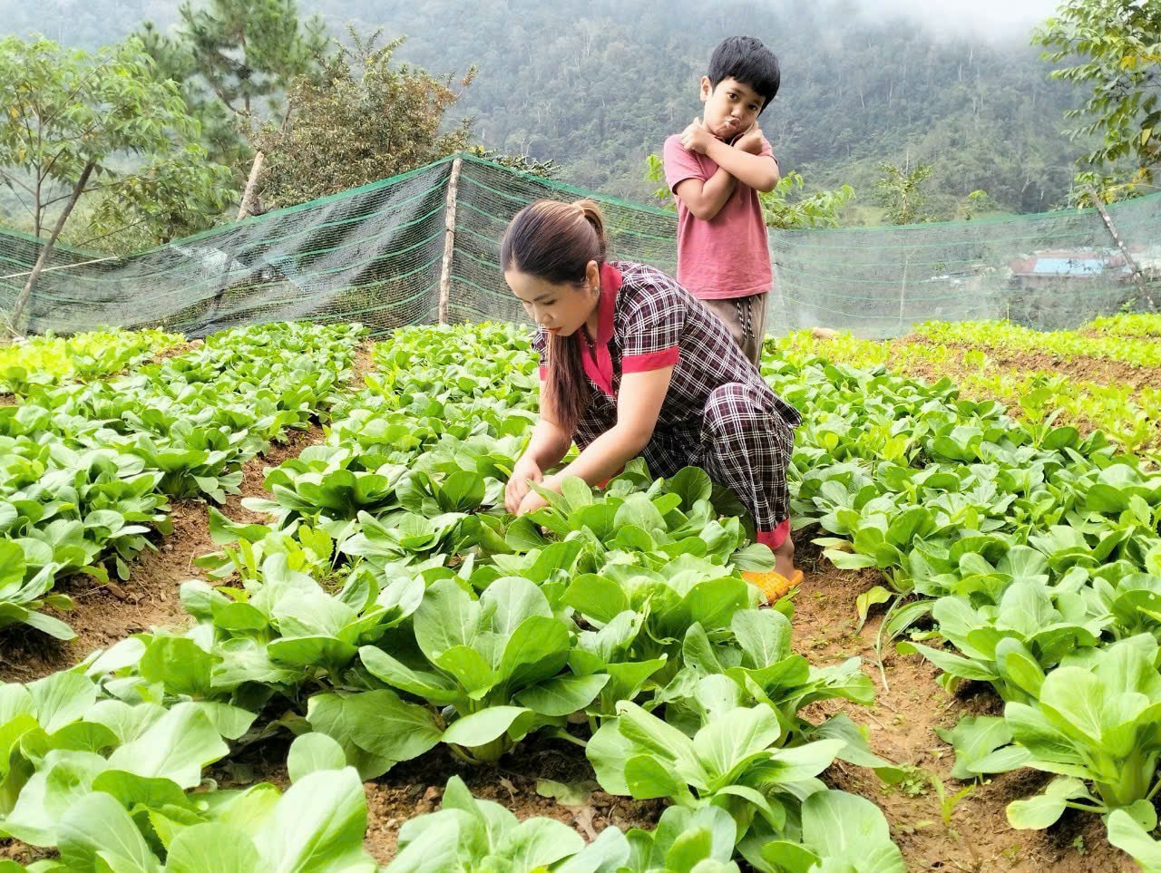 Naast het houden van vee en de verkoop van boodschappen, verbouwt mevrouw Coor Thi Ban ook schone groenten voor consumptie in de regio en in de omliggende gemeenschappen.