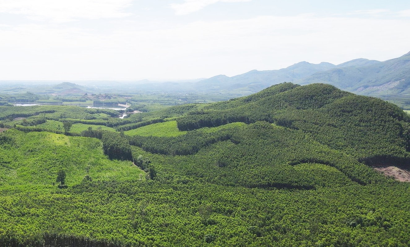 Hầu hết diện tích rừng sản xuất trên địa bàn thành phố Đà Nẵng đều được trồng cây keo ngắn ng