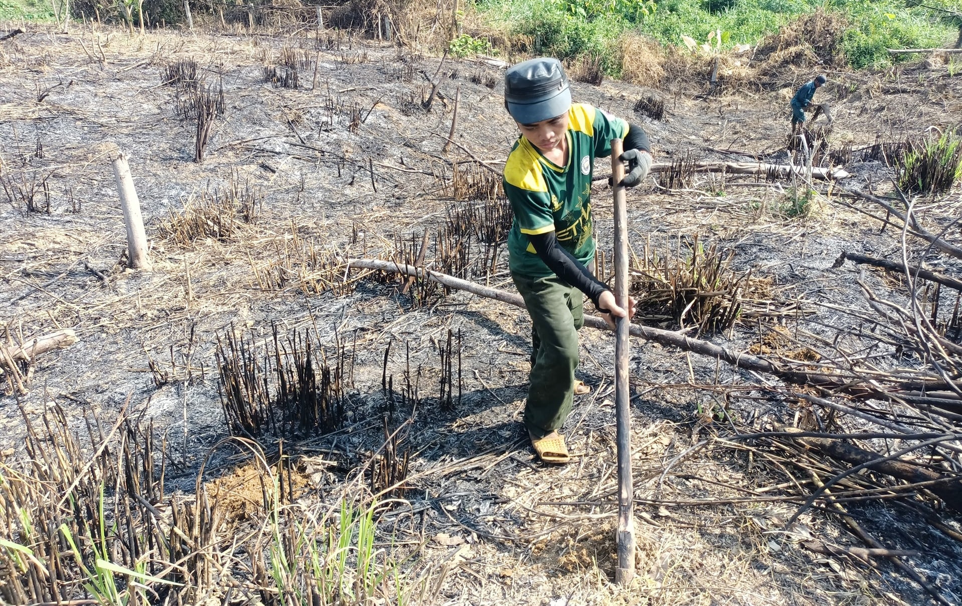 Người dân khai thác keo xong thì tiến hành đốt thực bì để trồng lứa keo mới