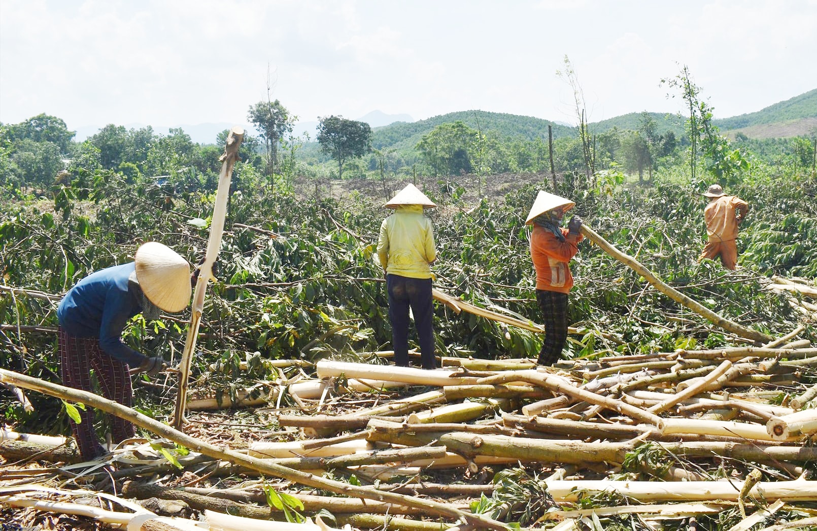 Trồng keo trên đất rừng sản xuất đã ăn sâu vào thói quen canh tác của người dân
