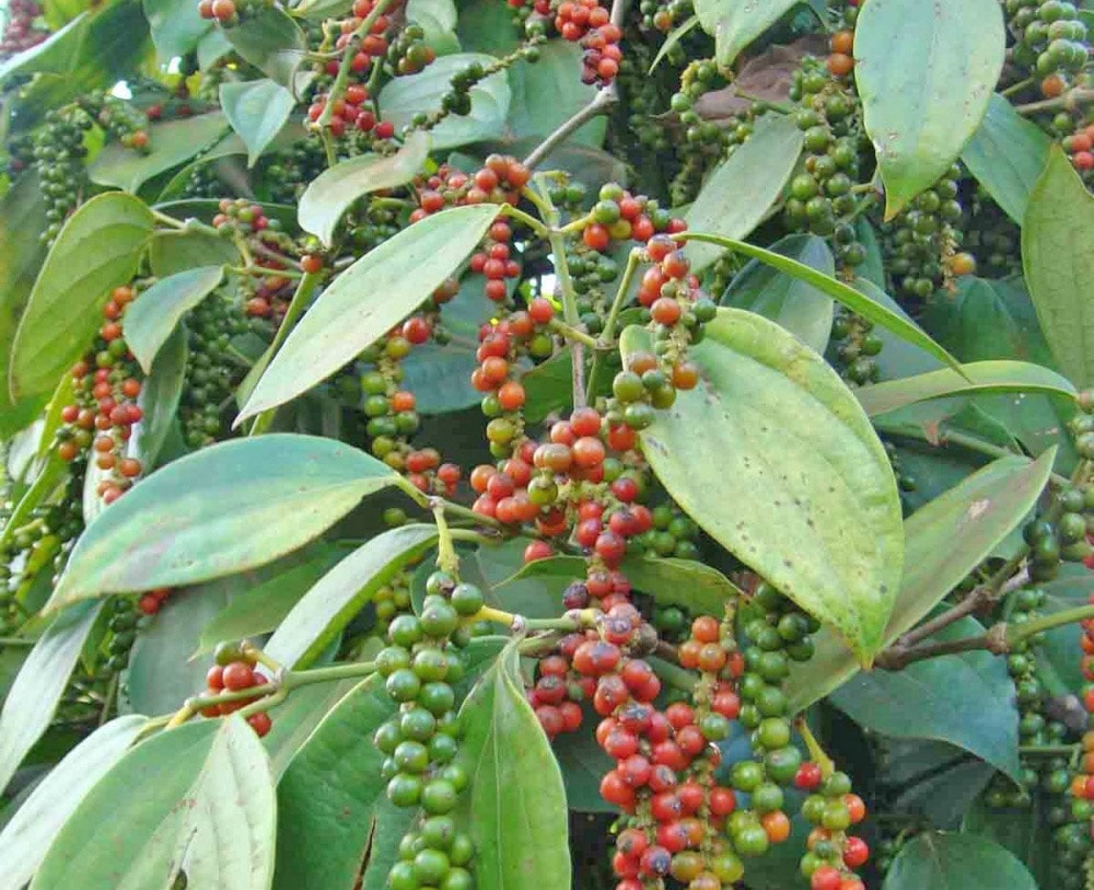 Giá tiêu hôm nay 18/11/2025 tăng tại nhiều tỉnh trọng điểm