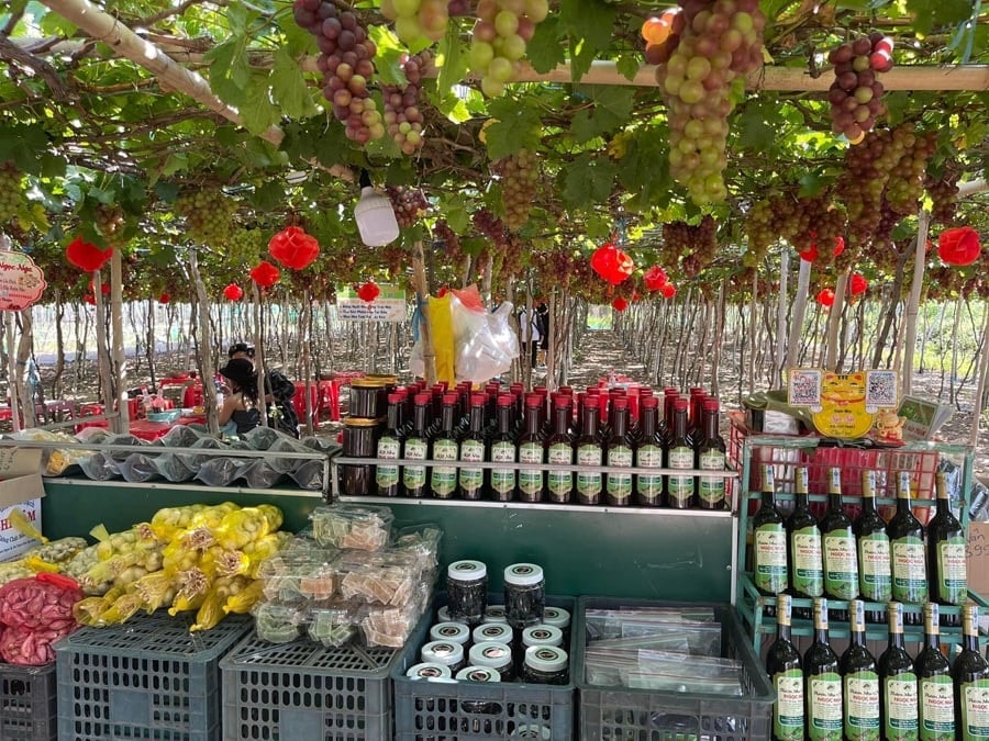 Những chùm nho căng mọng tại vườn nho Thái An, gần Vườn quốc gia Núi Chúa.