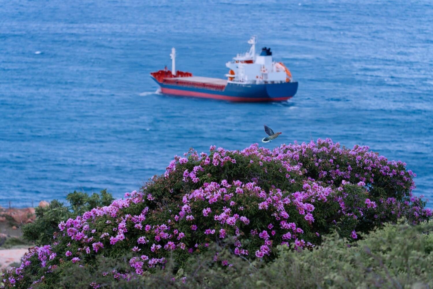 thời điểm du lịch Mũi Dinh