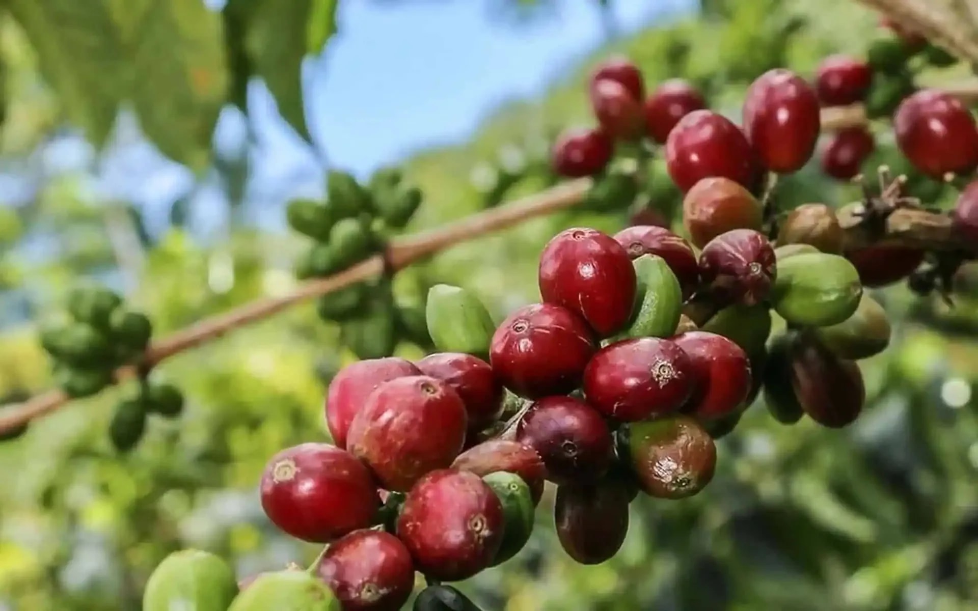 Kaffepris idag 8 september 2025: Kaffeprognos denna vecka, kommer det att fortsätta minska?