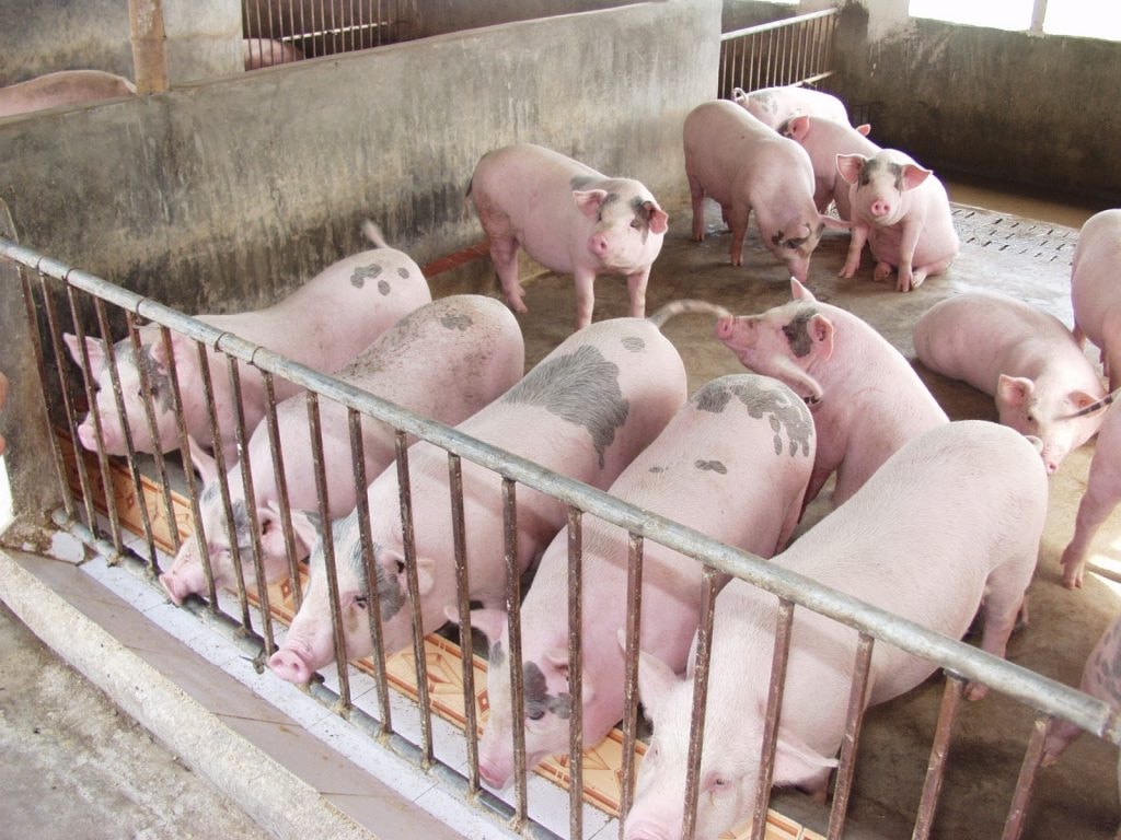 Giá heo hơi hôm nay 26/11/2025 giảm ở miền Bắc, tăng tại miền Trung và miền Nam