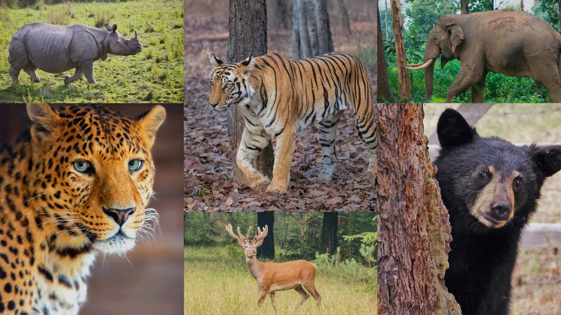 wildlife-conservation-reasons-to-save-wildlife.jpg