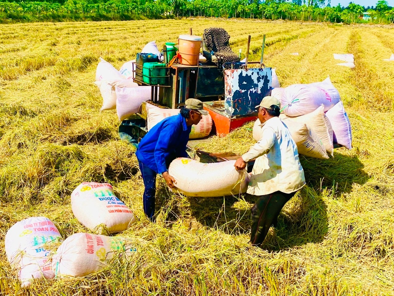 Giá lúa gạo hôm nay 28/11/2025 ổn định, nhu cầu xuất khẩu cao